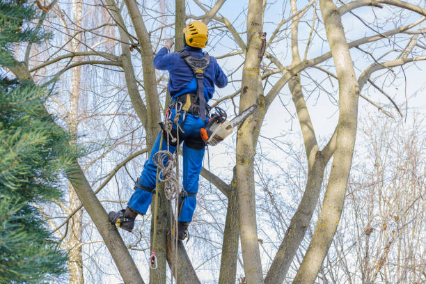 Best Leaf Removal  in Cresson, PA