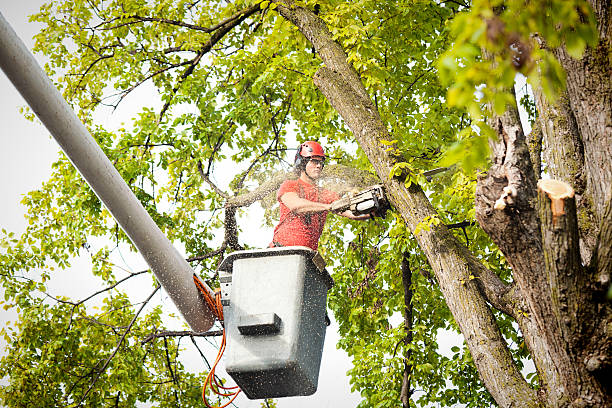 Best Tree Trimming and Pruning  in Cresson, PA